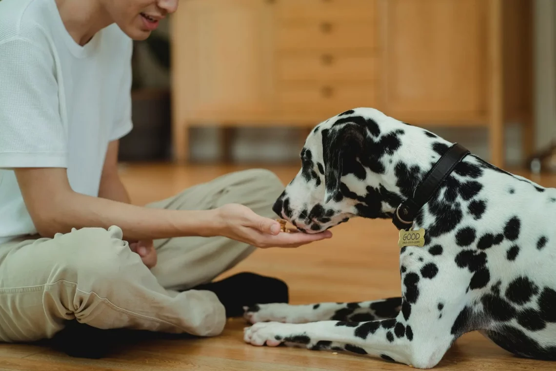 how to supplement dry dog food